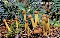 Tolypocladium capitatum-amf522